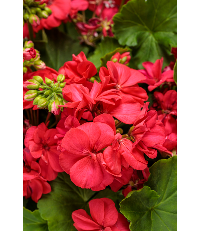 Proven Winner Geranium asst 6"