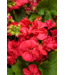 Proven Winner Geranium asst 6"