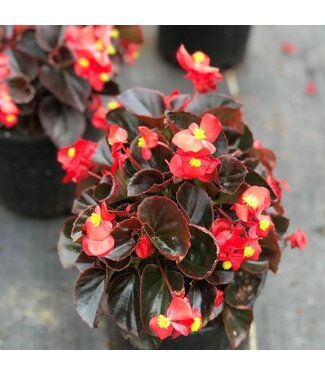 Begonia Asst. 3.5"