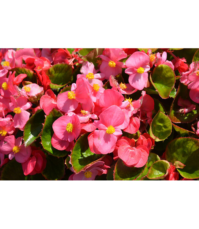 Begonia Asst. 3.5"