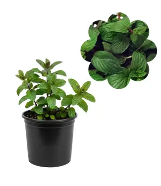 Mint, Chocolate 3 1/2"