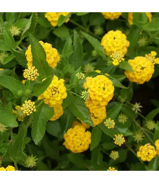 Lantana Asst. 4"