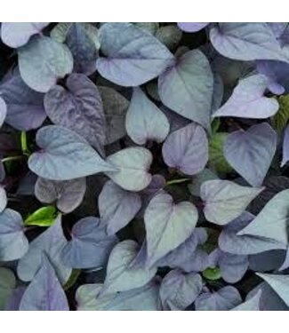 Sweet Potato Vine Asst 4"