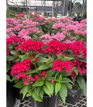 Pentas Asst. 4"