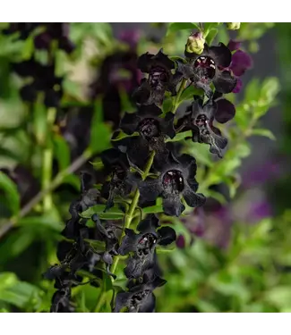 Angelonia Asst. 4.25"