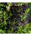 Angelonia Asst. 4.25"
