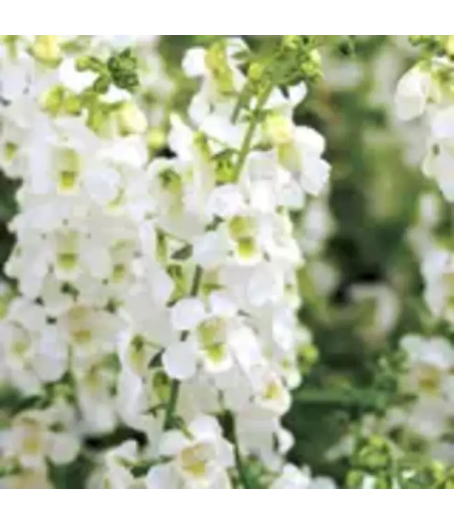 Angelonia Asst. 4.25"