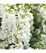 Angelonia Asst. 4.25"