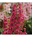 Angelonia Asst. 4.25"