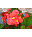 Begonia Asst 4.25"