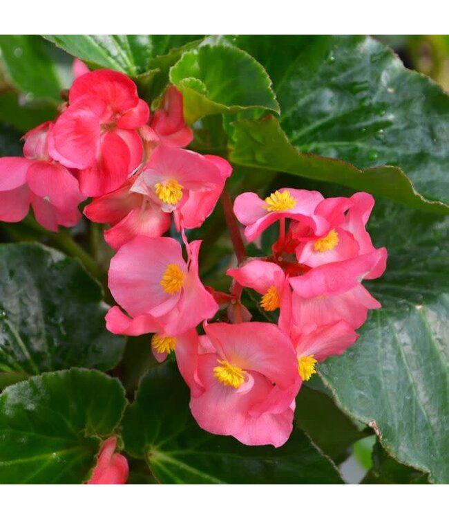 Begonia Asst 4.25"
