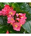 Begonia Asst 4.25"