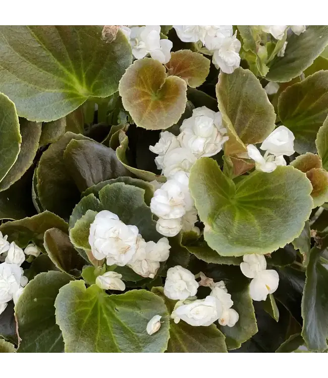 Begonia Asst 4.25"