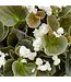 Begonia Asst 4.25"