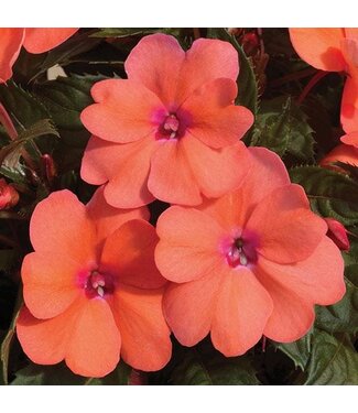 Sunpatiens Compact Asst. 4.25"