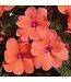 Sunpatiens Compact Asst. 4.25"