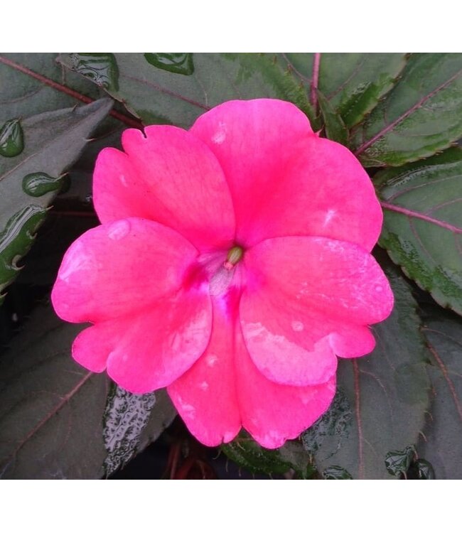Sunpatiens Compact Asst. 4.25"