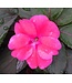 Sunpatiens Compact Asst. 4.25"