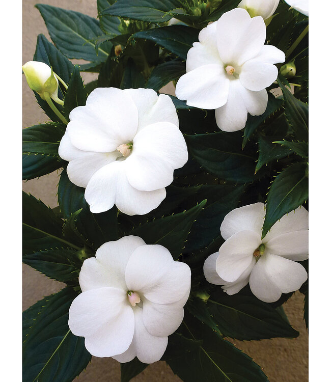 Sunpatiens Compact Asst. 4.25"