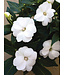Sunpatiens Compact Asst. 4.25"