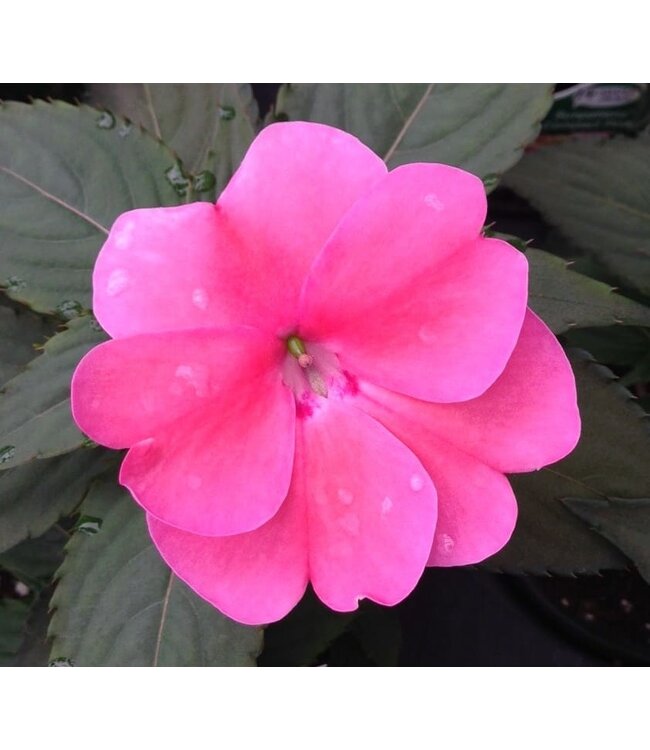 Sunpatiens Compact Asst. 4.25"