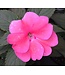 Sunpatiens Compact Asst. 4.25"