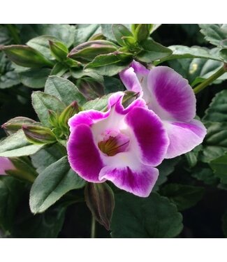 Torenia Asst 4.25"