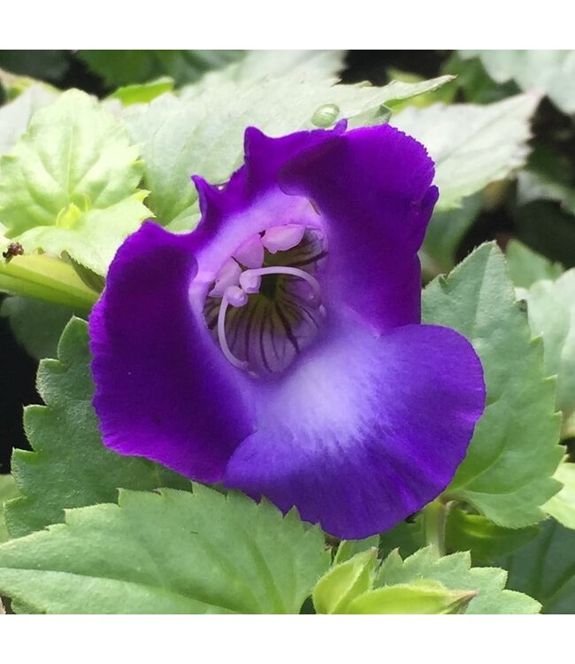 Torenia Asst 4.25"