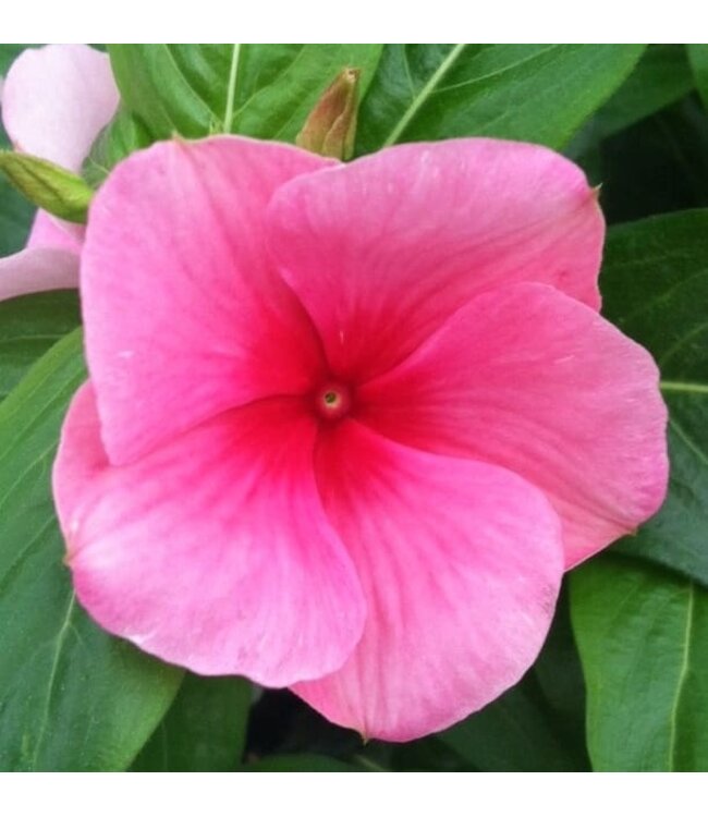 Vinca Cora Cascade Asst 4.25"