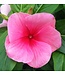 Vinca Cora Cascade Asst 4.25"