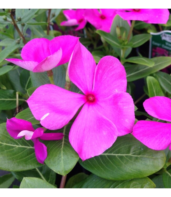 Vinca Cora Cascade Asst 4.25"