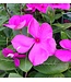 Vinca Cora Cascade Asst 4.25"