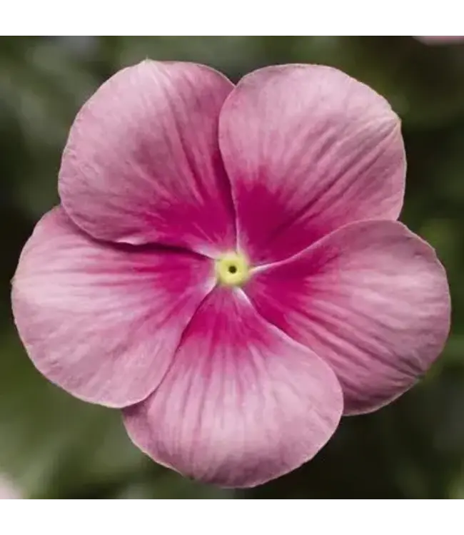 Vinca Cora Cascade Asst 4.25"
