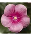 Vinca Cora Cascade Asst 4.25"