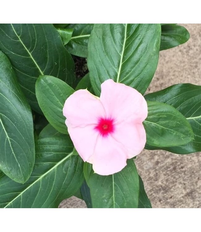 Vinca Cora Cascade Asst 4.25"