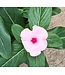 Vinca Cora Cascade Asst 4.25"