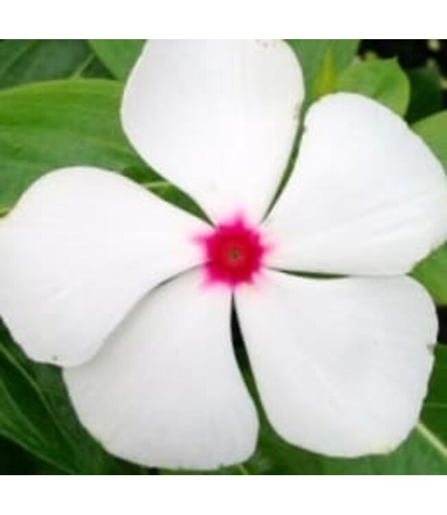 Vinca Cora Cascade Asst 4.25"
