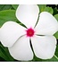 Vinca Cora Cascade Asst 4.25"