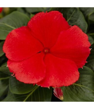 Vinca Asst. 4.25"