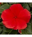Vinca Asst. 4.25"