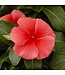 Vinca Asst. 4.25"