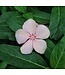 Vinca Asst. 4.25"