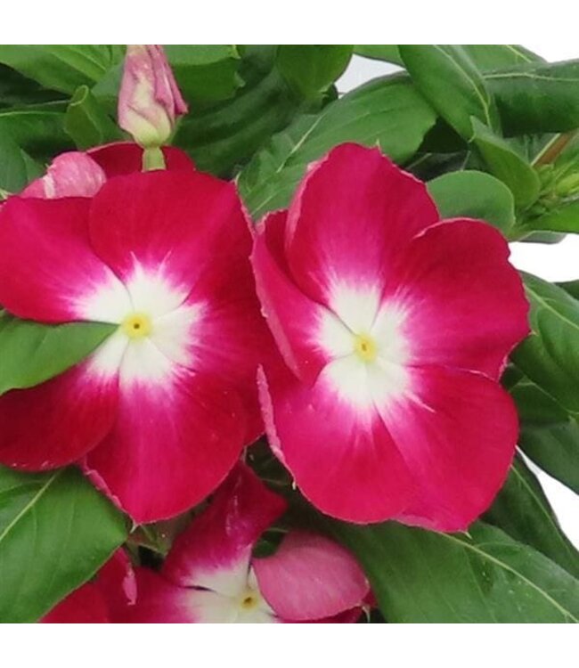 Vinca Asst. 4.25"