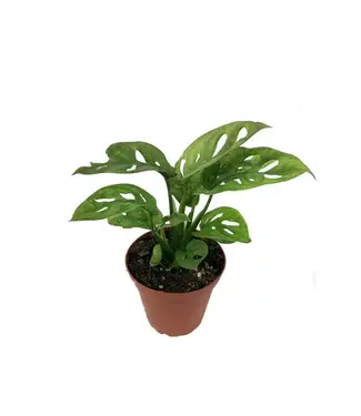Monstera Swiss Cheese 4.25"