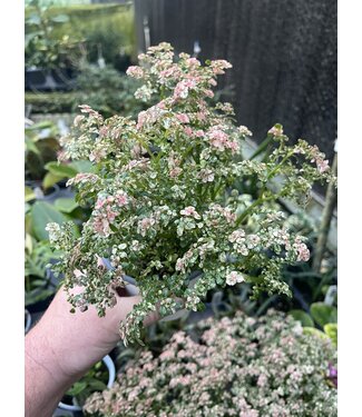 Pilea microphylla variegata, Variegated Artillery Fern 4.25"