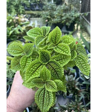 Pilea Mollis, Moon Valley 4.25"