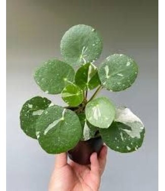 Pilea peperomioides 'White Splash' 4.25"