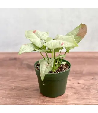 Syngonium - Milk Confetti 4.25"