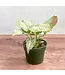 Syngonium - Milk Confetti 4.25"