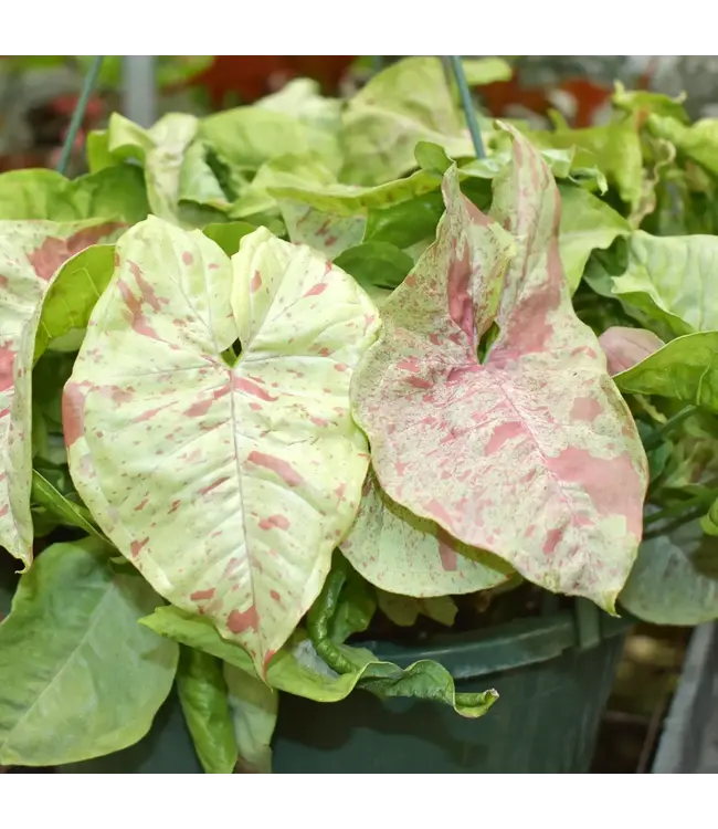 Syngonium - Milk Confetti 4.25"